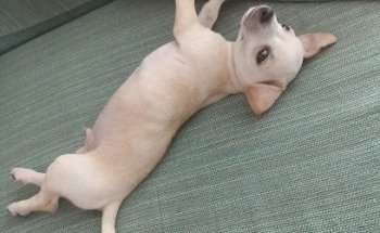 Clínica Veterinaria Borton´s