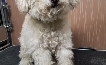 Mundo Mascota Tijuana