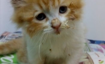 CliniCalli Veterinaria