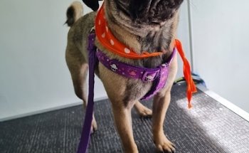 Consultorio Veterinario Asi-Vet