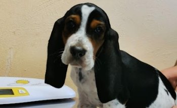 Centro Clínico Veterinario Bastet