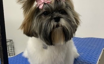 Pewitos Consultorio Veterinario y Estética Canina