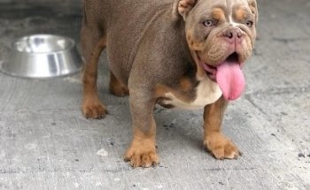 Pet care núcleo veterinario