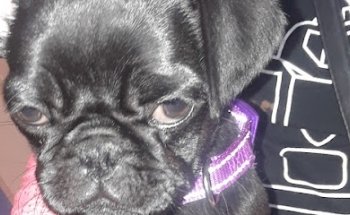 Veterinario Nocturno