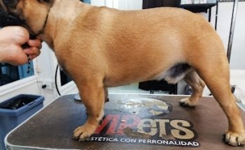 Estética Canina VIPets