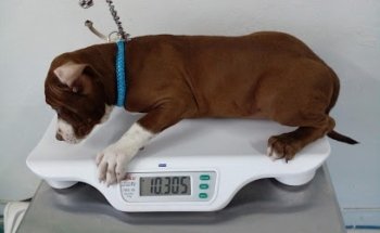 Clínica Veterinaria VetCare