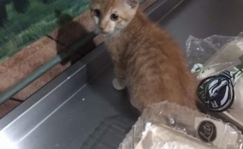 Clínica Veterinaria Dra. Muñoz