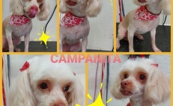 Veterinaria Preventy Pets