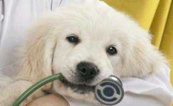 VETERINARIA ELITE-PET