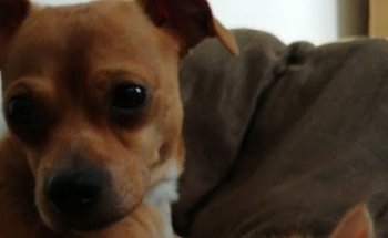 Dr. Popui Centro Medico Animal