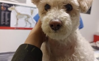 Clínica veterinaria KELEV