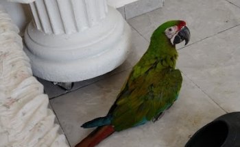 Acutus Veterinary Medicine