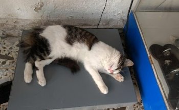 Estetica Canina Y Felina Pequeños Animales