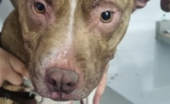 Clínica Veterinaria 101 Dálmatas