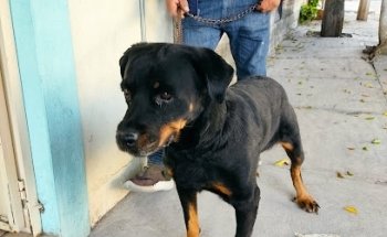 Animals - Vet and Pet grooming