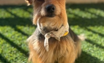 DOG HOUSE GROOMING SALON