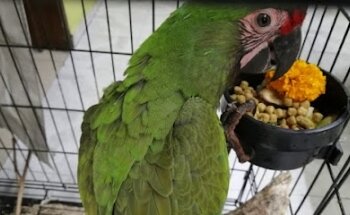 Clínica Veterinaria San Eloy