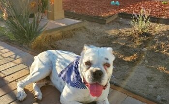 Veterinaria y Estética Canina