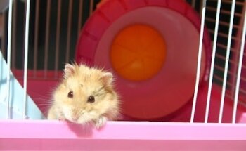 Clínica Veterinaria el Ángel