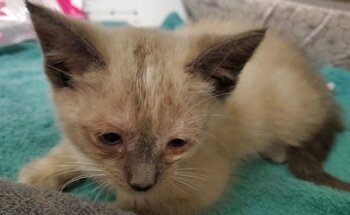 Veterinaria Dr Aguirre