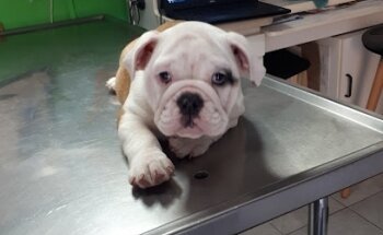 Consultorio veterinario ichi