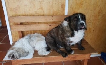 Centro veterinario moctezuma
