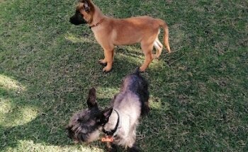 Veterinaria Mascotas Y Más 2