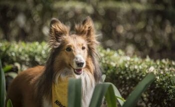 Clinica Veterinaria Pequeñas Mascotas
