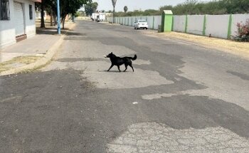 Veterinaria el paraíso