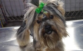 Veterinaria y estetica birgit