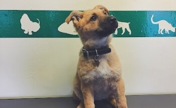 Veterinaria Bahia Centro