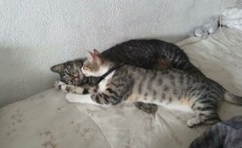 Veterinaria Treviño