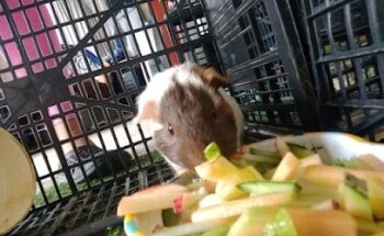 Clínica Veterinaria Zoo Hospital