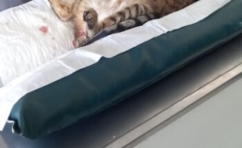 ESTACIÓN MASCOTA CLÍNICA VETERINARIA