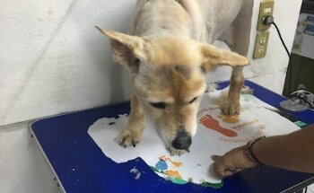 Veterinaria y Estética Canina Canito