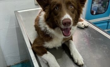 Clínica Veterinaria Kennel