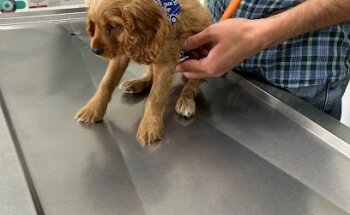 Clinica Veterinaria Canem