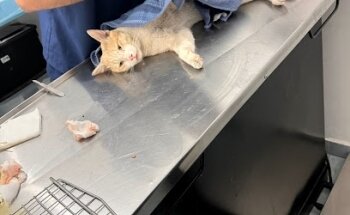 Veterinaria All pets