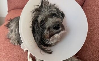 Clínica Veterinaria