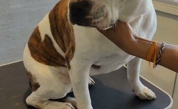 Agroveterinaria Cacalomacan