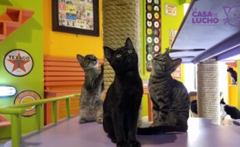 La Casa de Lucho | Hotel Boutique para Gatitos