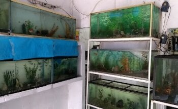 Acuario Oll-Mar