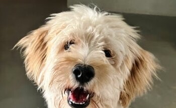 Veterinaria Mundo Animal