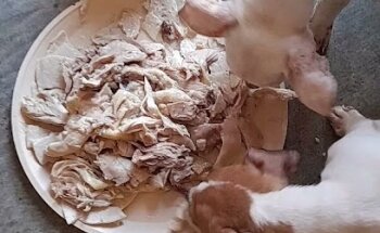 VETERINARIA MARTINEZ LUNA SUCURSAL 2