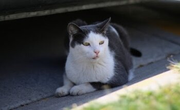 Zoo-Vet Consultorio Veterinario
