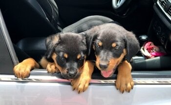 El Rincón Consultorio Veterinario