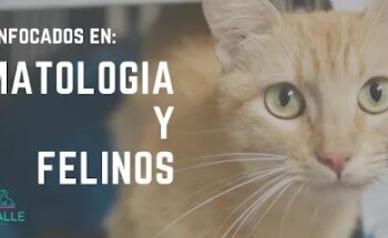 Veterinaria Miravalle