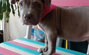 Veterinaria El Galgo y El Pastor