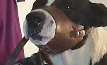 Veterinaria Palo Verde