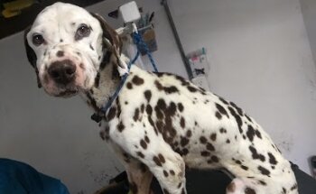 Clínica Veterinaria